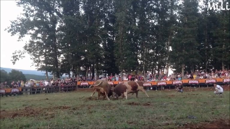 BORBA BIKOVA: Ljuban vs Šaronja – Kočerin 2014.